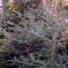 MSA ABIES PECTINATA 50ML