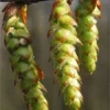 MSA CARPINUS BETULUS 50ML