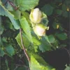 MSA CORYLUS AVELLANA 50ML