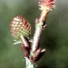 MSA PINUS MONTANA 50ML
