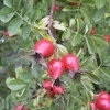 MSA ROSA CANINA 50ML