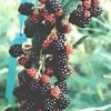 MSA RUBUS FRUCTICOSU 50ML