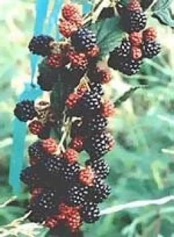 MSA RUBUS FRUCTICOSU 50ML