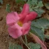 TSA HARPAGOPHYTUM 50ML