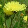 TSA HIERACIUM PILOSELLA 50ML
