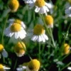 TSA MATRICARIA CHAMOMILLA 50ML