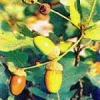TSA QUERCUS ROBUR 50ML