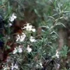 TSA ROSMARINUS OFFICINALIS50ML
