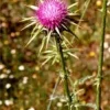 TSA SYLIBUM MARIANUM 50ML