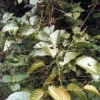 TSA UNCARIA TOMENTOSA 50ML