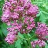TSA VALERIANA OFFICINALIS 50ML